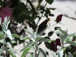 Attēlu rezultāti vaicājumam “Nymphalis antiopa upperside”