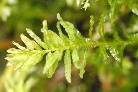 Attēlu rezultāti vaicājumam “Bryales”