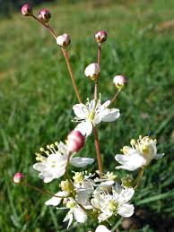 Attēlu rezultāti vaicājumam “Filipendula vulgaris bud”