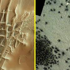 Image result for mars trees