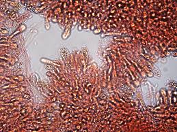 Attēlu rezultāti vaicājumam “Colloderma robustum”