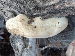 Attēlu rezultāti vaicājumam “Trametes suaveolens”