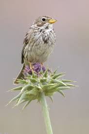 Image result for Emberiza calandra