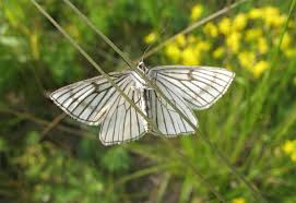 Attēlu rezultāti vaicājumam “Siona lineata”