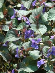 Attēlu rezultāti vaicājumam “Viola riviniana”