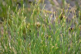 Attēlu rezultāti vaicājumam “Trichophorum cespitosum”