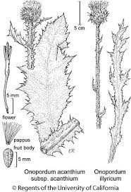 Image result for Onopordum acanthium