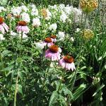 Image result for Echinacea Lustre hybrids