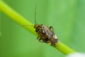 Attēlu rezultāti vaicājumam “Rhynocoris annulatus imago”