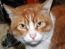 Attēlu rezultāti vaicājumam “Felis silvestris catus adult”