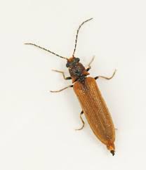 Attēlu rezultāti vaicājumam “Denticollis linearis”