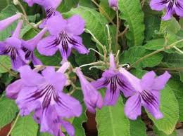Image result for Streptocarpus