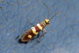 Attēlu rezultāti vaicājumam “Micropterix aureatella”