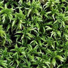 Attēlu rezultāti vaicājumam “Sphagnum teres”