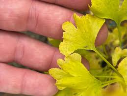 Attēlu rezultāti vaicājumam “Ginkgo biloba male flower”