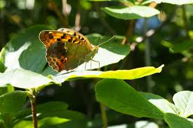 Attēlu rezultāti vaicājumam “Argynnis laodice”