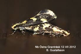 Attēlu rezultāti vaicājumam “Denisia similella”