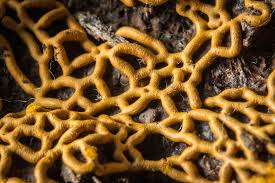 Attēlu rezultāti vaicājumam “Hemitrichia serpula macro”