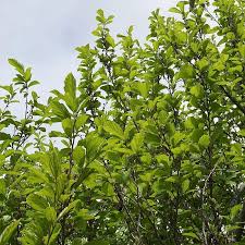Attēlu rezultāti vaicājumam “Hamamelis vernalis leaf”