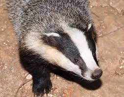 Attēlu rezultāti vaicājumam “Meles meles adult”