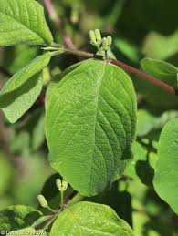 Attēlu rezultāti vaicājumam “Lonicera xylosteum leaf”