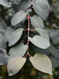 Attēlu rezultāti vaicājumam “Cercidiphyllum japonicum fruit”