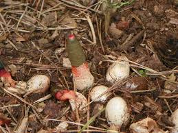 Attēlu rezultāti vaicājumam “Mutinus ravenelii”