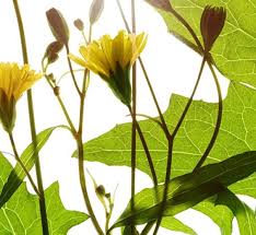 Attēlu rezultāti vaicājumam “Lapsana communis flower”