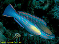 Image result for Scarus taeniopterus