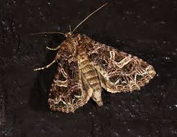 Attēlu rezultāti vaicājumam “Hadena rivularis”