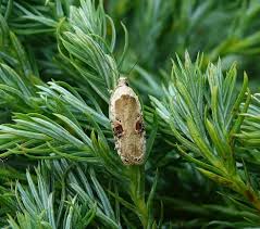 Attēlu rezultāti vaicājumam “Agonopterix alstromeriana”
