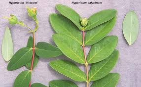 Attēlu rezultāti vaicājumam “Hypericum maculatum leaf”