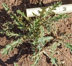Attēlu rezultāti vaicājumam “Cirsium x rigens leaf”