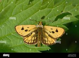 Attēlu rezultāti vaicājumam “Carterocephalus silvicolus”