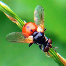 Attēlu rezultāti vaicājumam “Gymnosoma sp.”