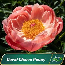 Attēlu rezultāti vaicājumam “Paeoniaceae”