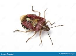 Attēlu rezultāti vaicājumam “Eurydema dominulus imago”