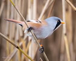 Attēlu rezultāti vaicājumam “Panurus biarmicus female”