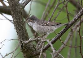 Attēlu rezultāti vaicājumam “Sylvia nisoria”