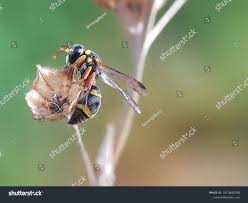 Attēlu rezultāti vaicājumam “Eumenes sp.”