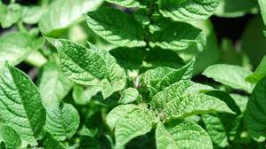 Attēlu rezultāti vaicājumam “Solanum tuberosum leaf”