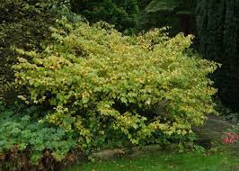 Attēlu rezultāti vaicājumam “Kurzia pauciflora”