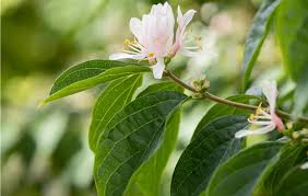 Attēlu rezultāti vaicājumam “Lonicera caerulea var. pallasii flower”