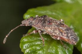 Attēlu rezultāti vaicājumam “Lygaeidae”