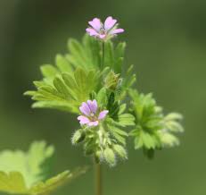 Attēlu rezultāti vaicājumam “Geranium pusillum flower”