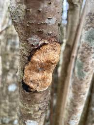 Attēlu rezultāti vaicājumam “Dichomitus campestris”