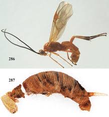 Attēlu rezultāti vaicājumam “Pterostoma palpina larva”