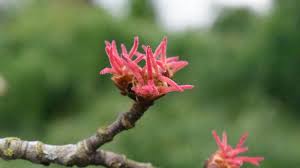 Attēlu rezultāti vaicājumam “Acer saccharinum”