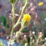 Attēlu rezultāti vaicājumam “Senecio viscosus fruit”