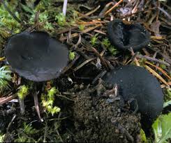 Attēlu rezultāti vaicājumam “Pseudoplectania nigrella”